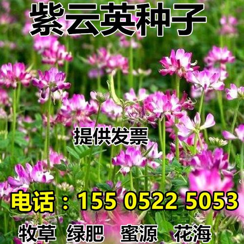 红花苜蓿价格 红花苜蓿图片 星期三