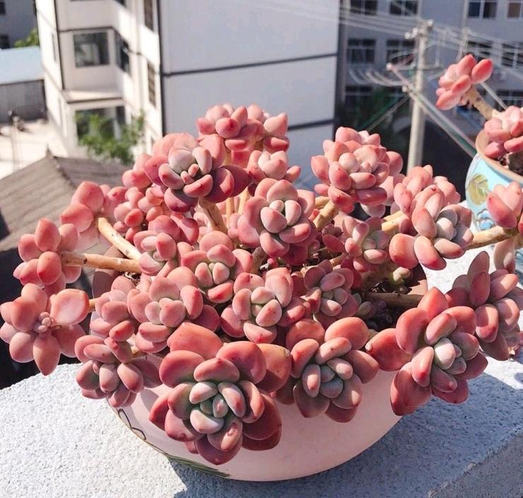 莉姐楼顶多肉 洛神 一物一拍 云南昆明多肉