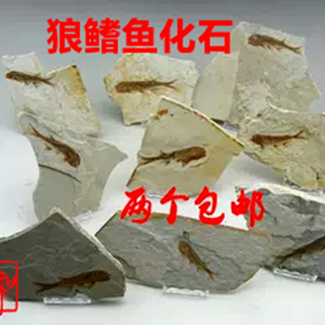 化石天然狼鳍鱼热河生物侏罗纪