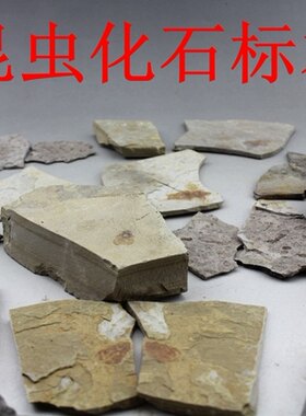 昆虫化石原石对开古生物收藏标本