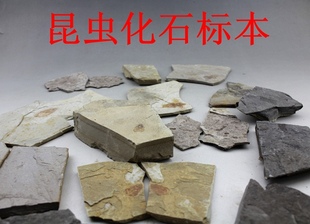 昆虫化石古生物标本科普标本辽西朝阳天然奇石化石原石稀有对开蚊