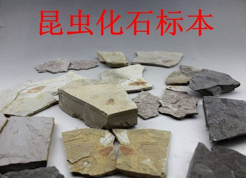昆虫化石原石对开古生物收藏标本