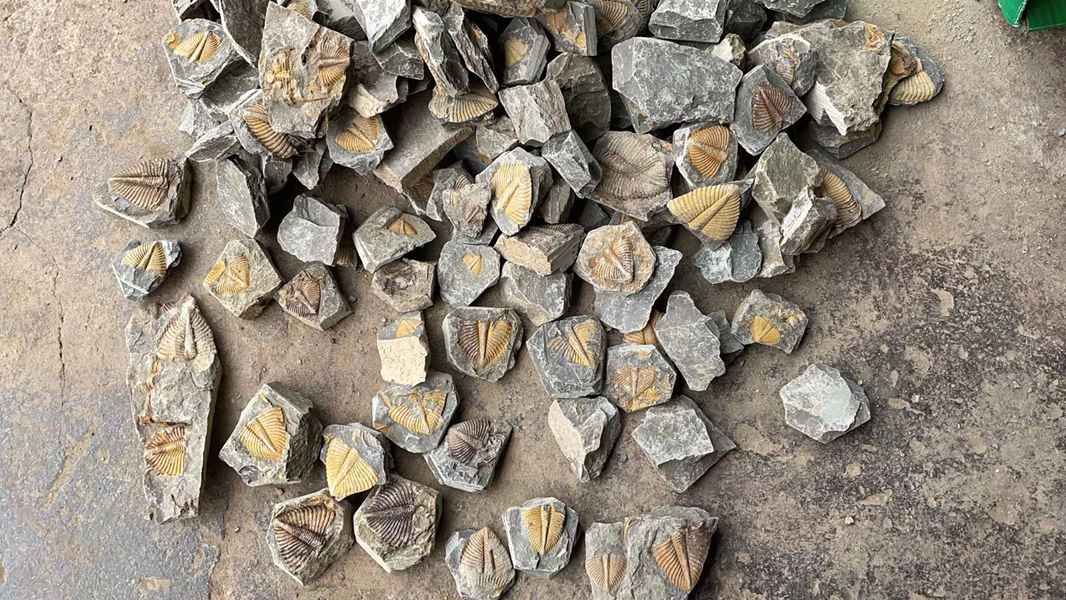 三叶虫尾化石志留纪保真科普标本