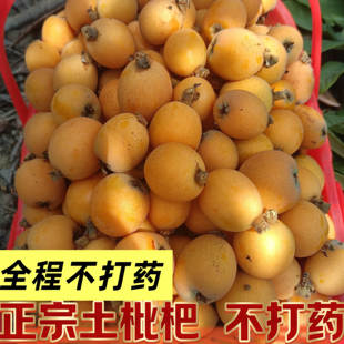 枇杷贵州深山老树土枇杷野生新鲜当季水果5斤现摘五星琵琶鲜包邮