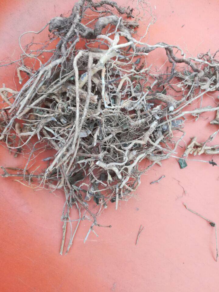 野生中药材六月雪根白马骨根路边金根满天星根凉粉草根