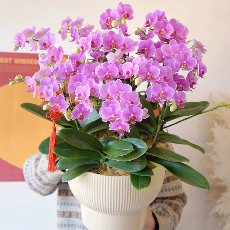 春节新年蝴蝶兰盆栽真鲜花速递同城北京上海乔迁开业年宵花卉配送
