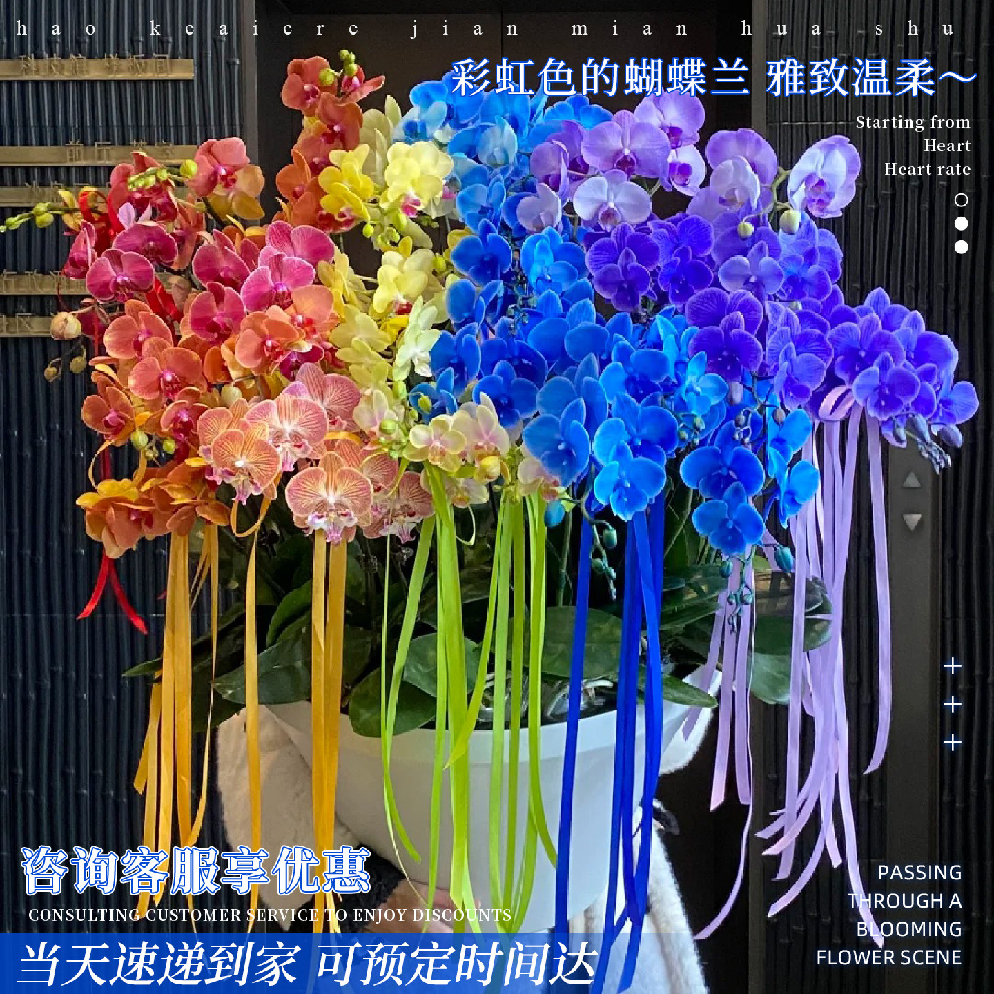 北京蝴蝶兰带花盆栽惠兰鲜花同城配送长辈领导乔迁开业祝寿生日店