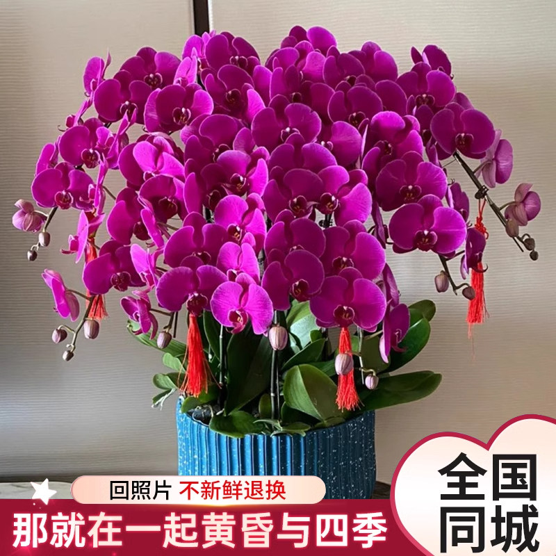 蝴蝶兰盆栽客厅室内开业乔迁前台花卉鲜花全国同城广州郑州哈尔滨