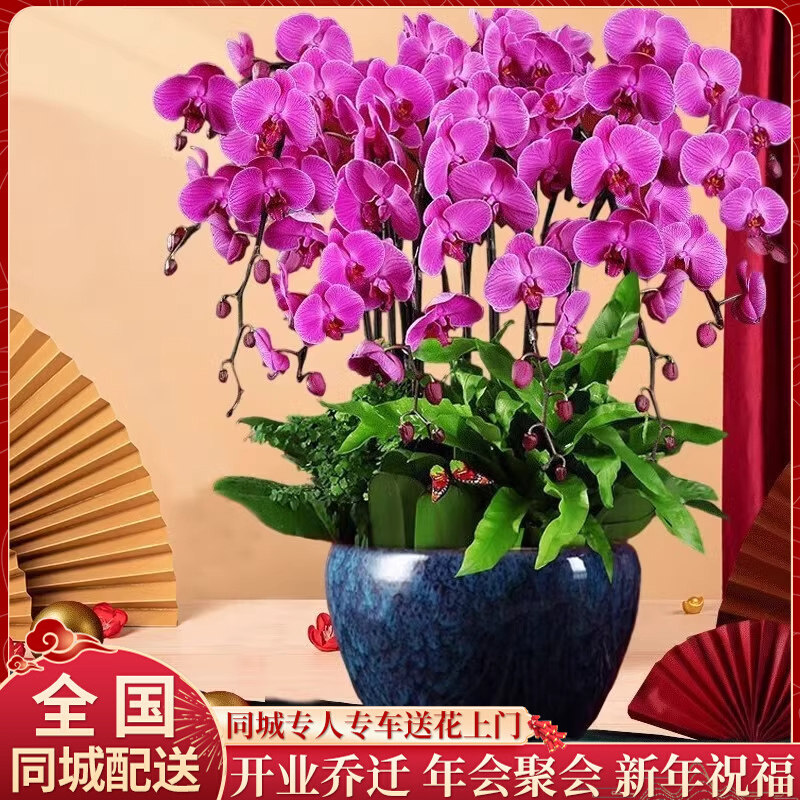 全国蝴蝶兰盆栽真鲜花速递同城银川太原唐山开业乔迁年宵花卉配送