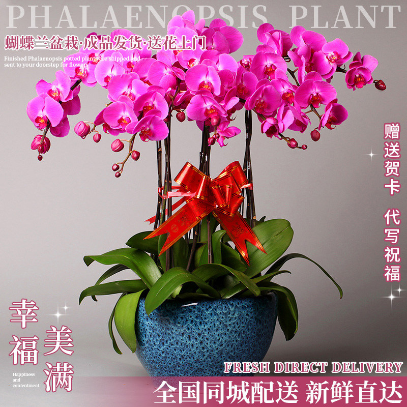 蝴蝶兰真花盆栽鲜花速递全国同城无锡浙江杭州商务乔迁开业配送店