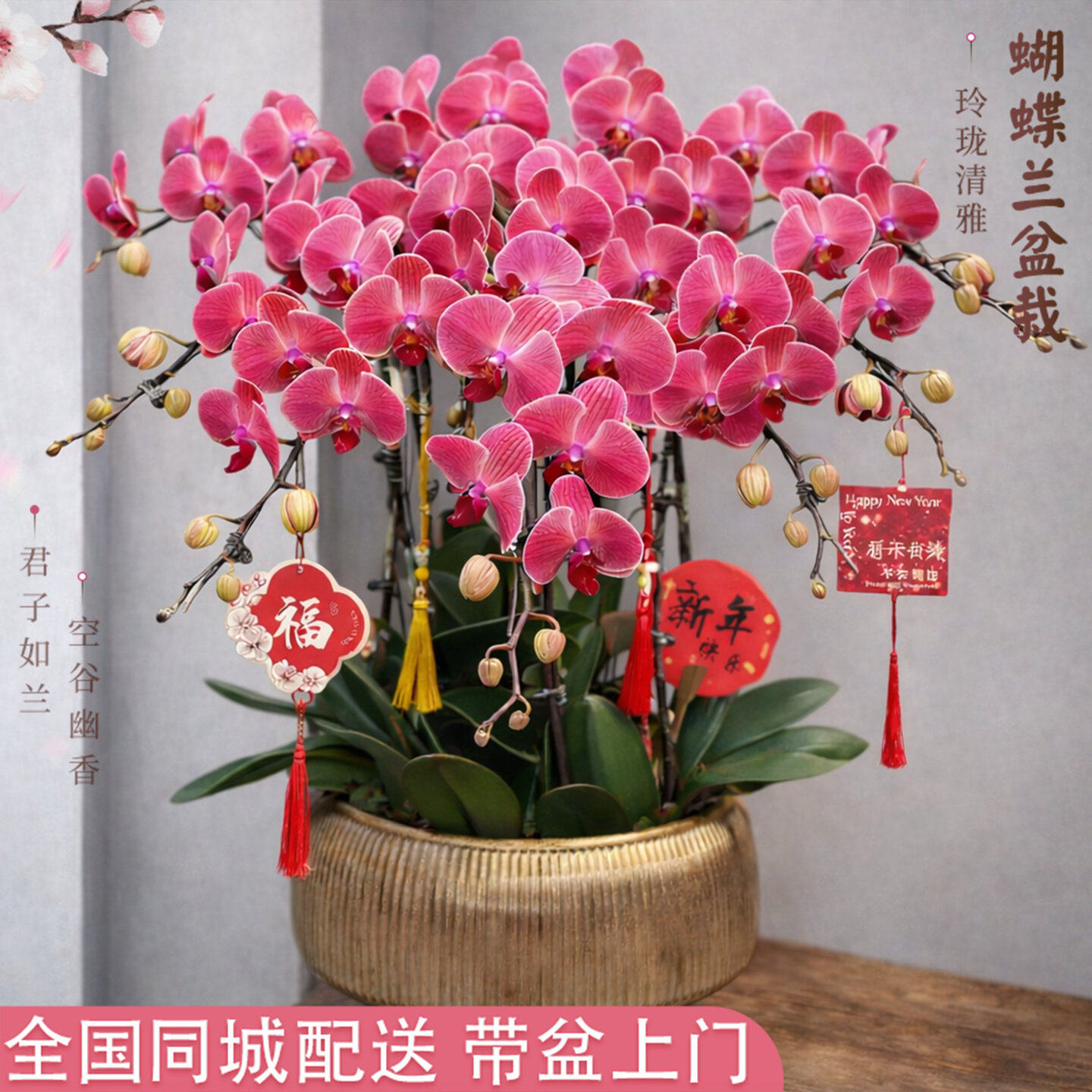 蝴蝶兰盆栽带真花鲜花速递同城配送新年开业乔迁礼物北京上海全国