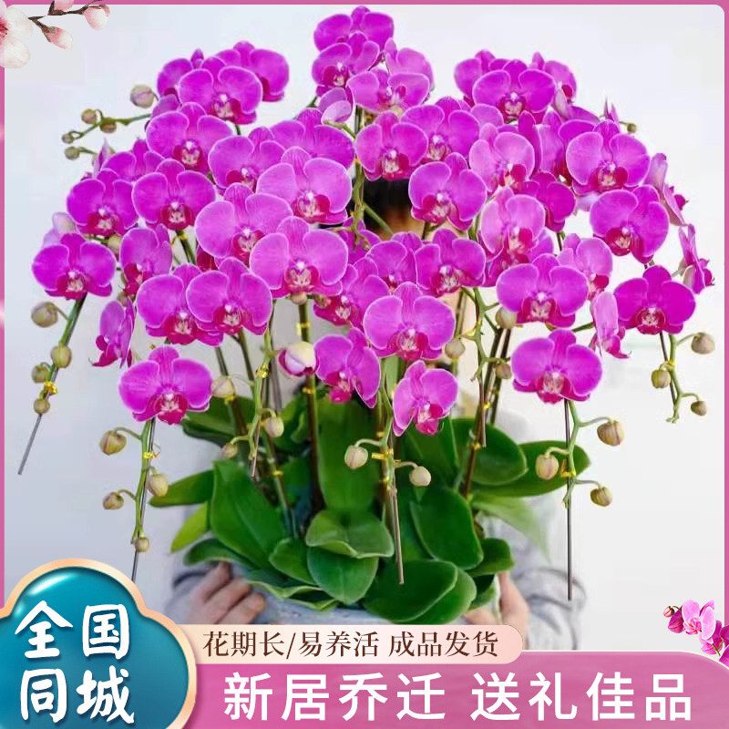 蝴蝶兰盆栽带花苞花剑全国名贵真鲜花开业乔迁高档花卉南宁内蒙古