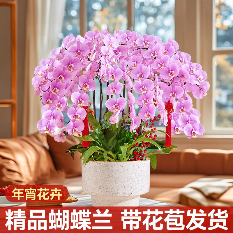 全国蝴蝶兰盆栽鲜花速递同城配送探望乔迁花卉杭州合肥福州厦门店