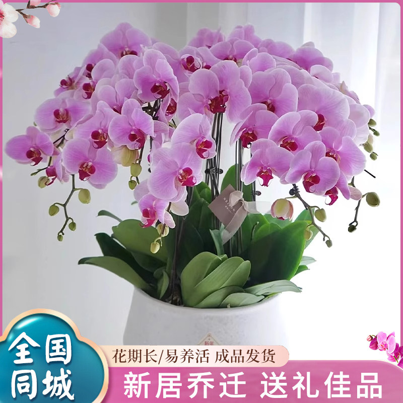 高档新款大盆蝴蝶兰真花鲜花盆栽公司前台全国大同石家庄同城配送