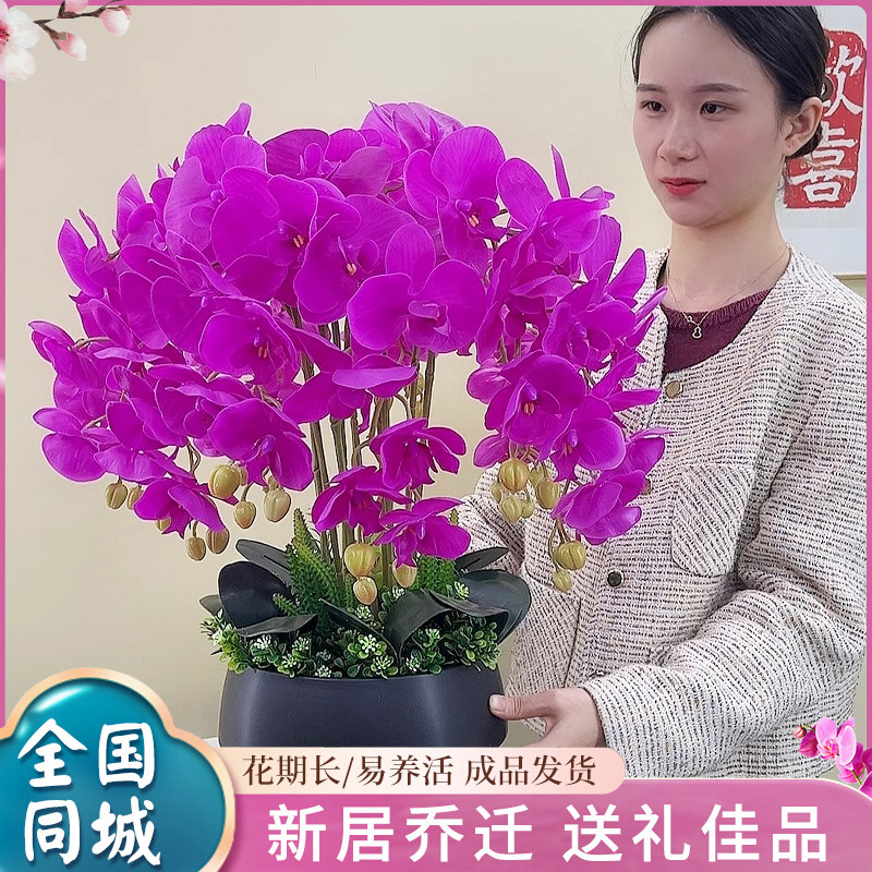 全国高品质蝴蝶兰盆栽带花年宵淄博威海鲜花速递同城专人配送上门