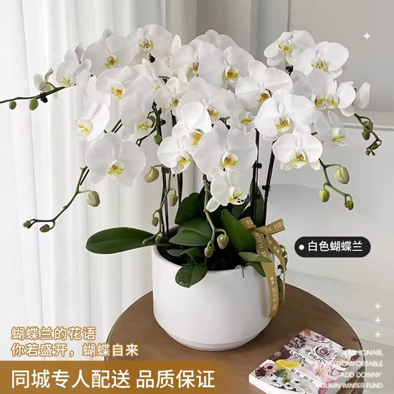 蝴蝶兰盆栽真鲜花速递同城南昌济南青岛乔迁商务生日年宵花卉配送