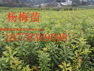 优质杨梅树苗杨梅实生苗直生树苗杨梅苗芽苗钻木苗小树苗500棵