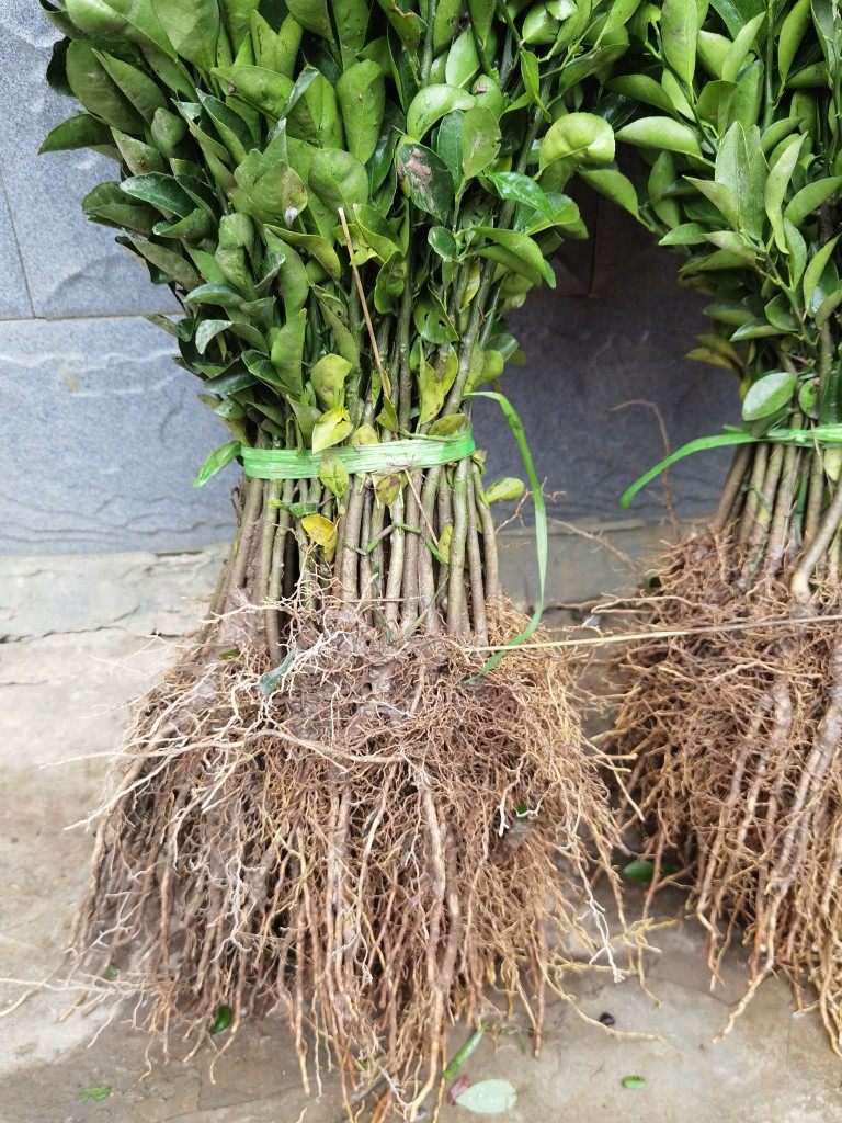 优质红橘树苗红桔苗嫁接砧木苗大小苗芽苗一年苗1000棵