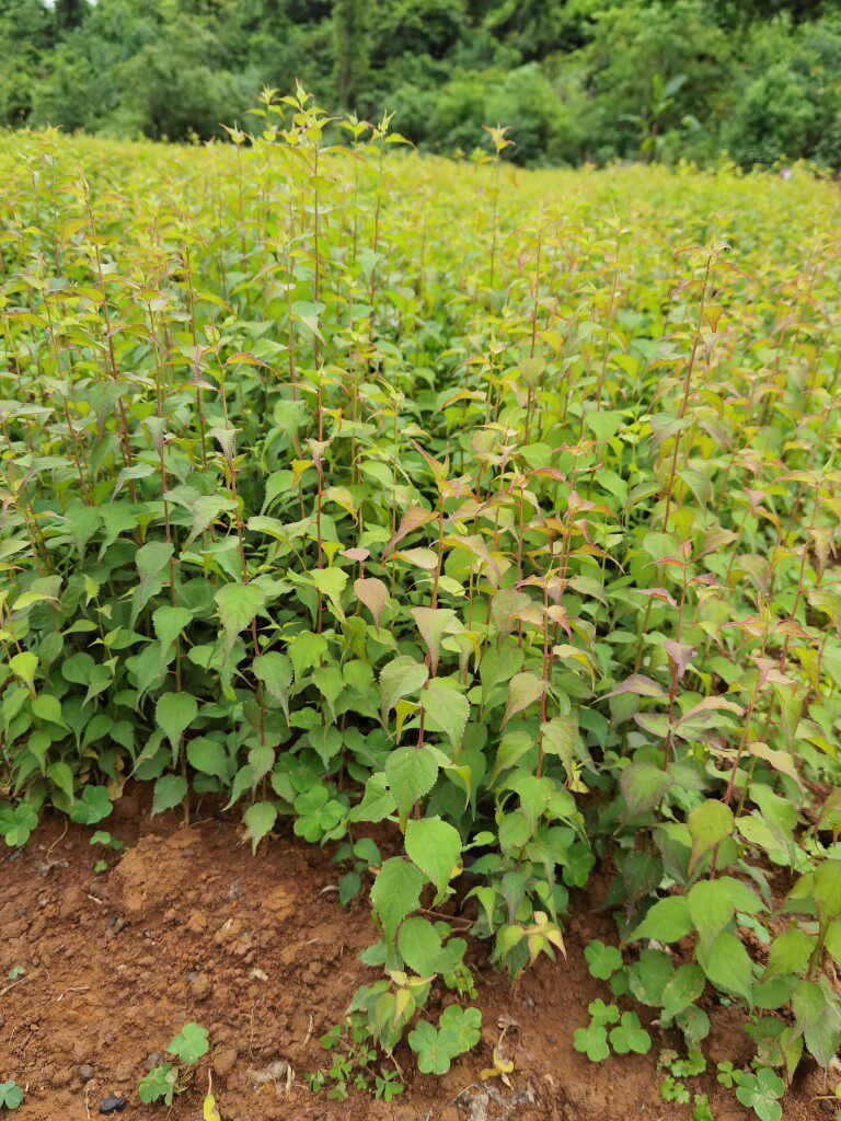 优质酸梅树苗酸梅子芽苗青梅实生小苗当年苗一年苗大小树苗