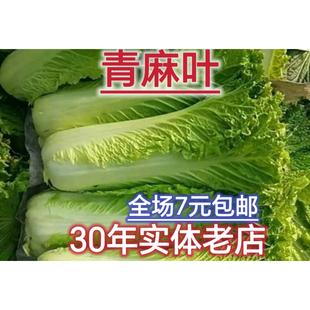 天津青麻叶蔬菜种子阳台大田庭院种植直筒型白菜秋季冬季夏季播种