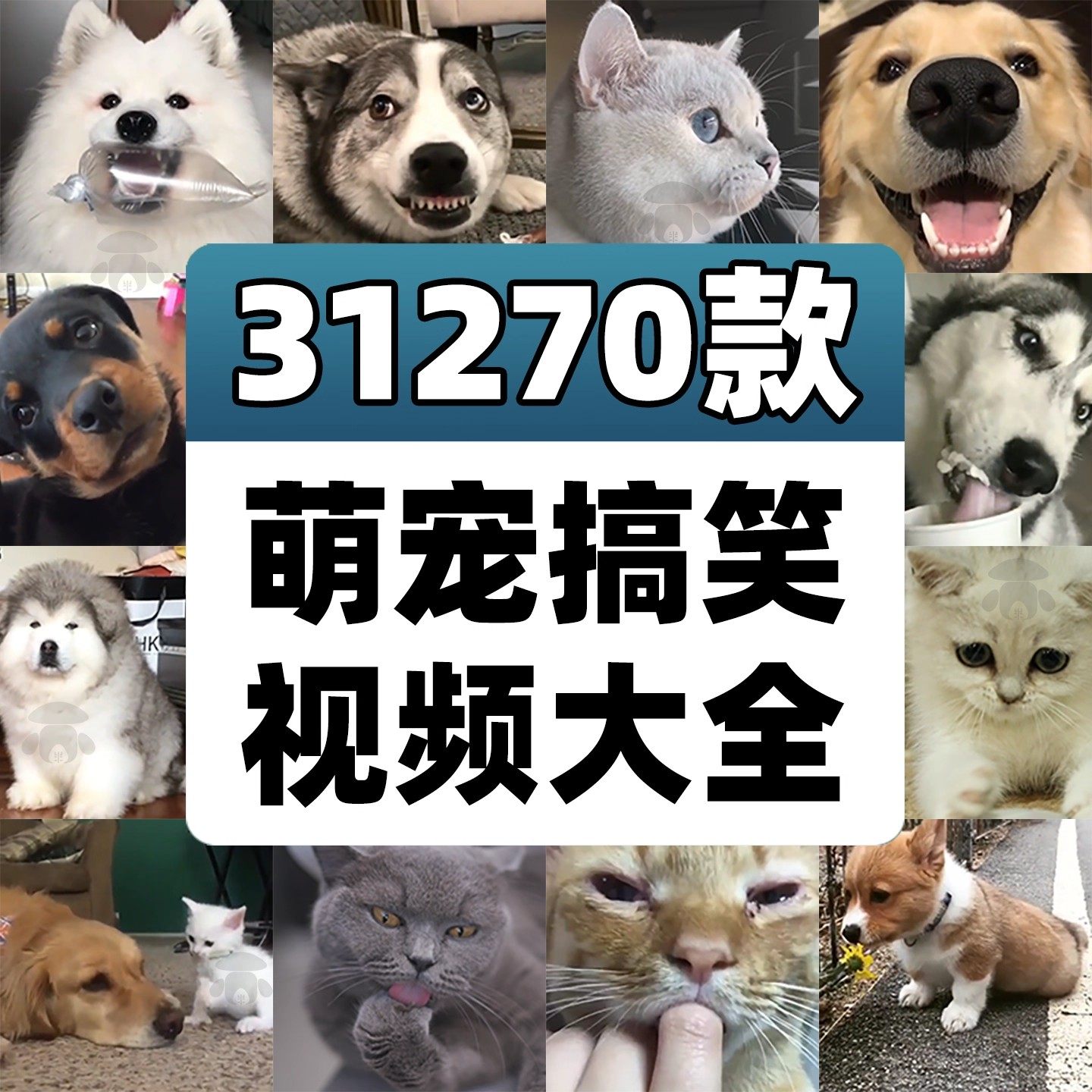 国外萌宠素材动物猫咪宠物搞笑抖音短视频直播高清无水印剪辑起号
