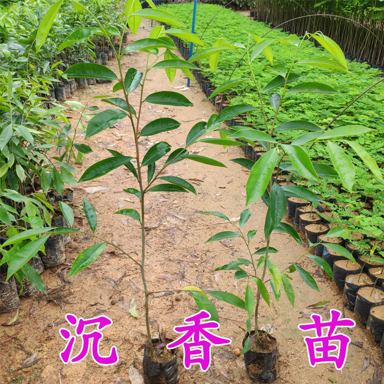 正宗沉香树苗奇楠沉香苗名贵树沉香苗珍贵药材海南沉香木苗-封面