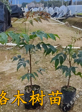 格木树苗珍贵红木复绿树种广西格木苗斗登凤常绿名贵树铁木树苗
