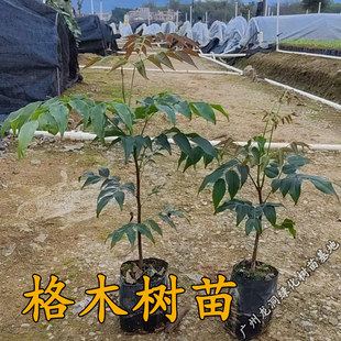 格木树苗珍贵红木复绿树种广西格木苗斗登凤常绿名贵树铁木树苗