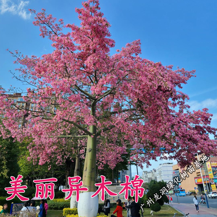 美丽木棉树苗庭院开花