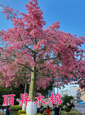 美丽木棉树苗庭院开花