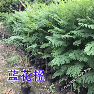 南美洲蓝花楹树苗观花植物庭院绿化公园小区行道蓝花楹盆栽地栽