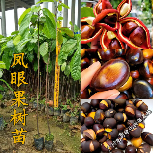 真苹婆凤眼果树苗可食用