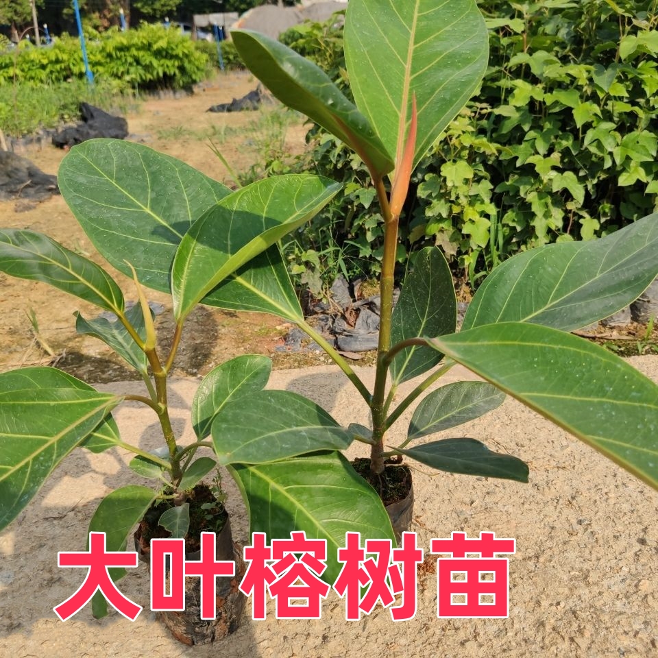 观叶植物高山榕树苗大叶榕苗