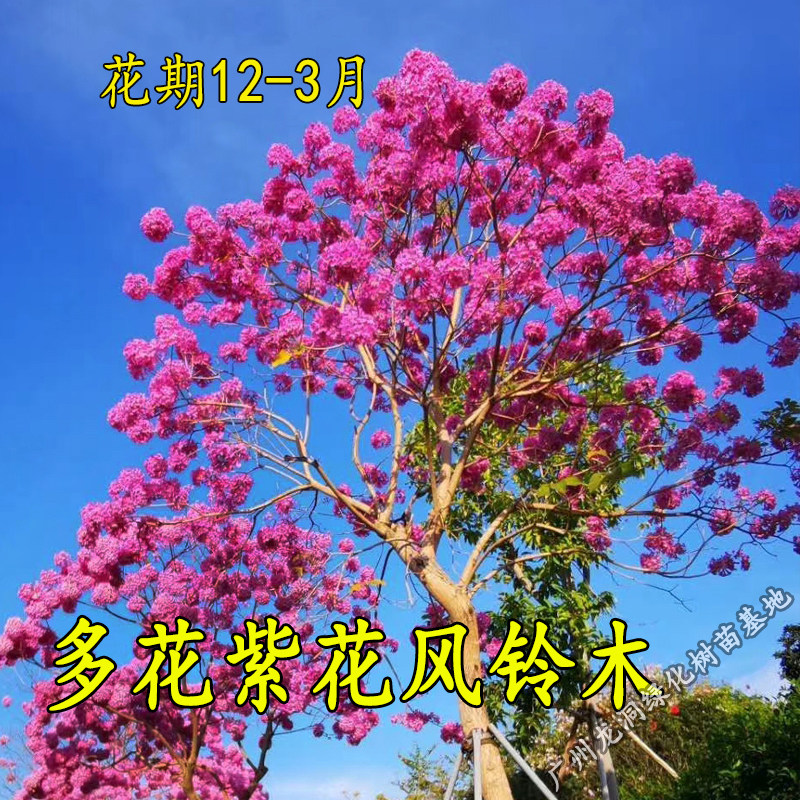 多花紫花风铃树苗庭院花园风景树绣球嫁接冬春季花紫开花风铃木苗