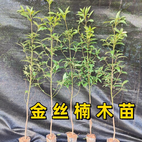 珍稀名贵金丝楠木树苗南北方耐寒