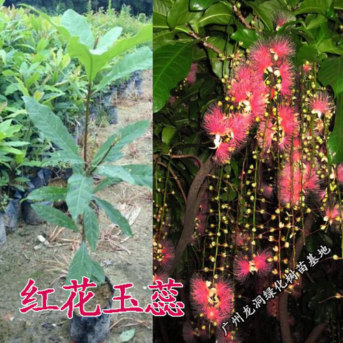 红花玉蕊树苗丝带花状常绿
