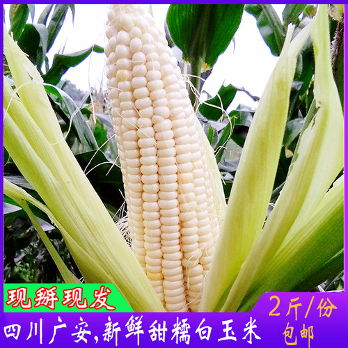 玉米笋四川广安农家自种当季新鲜白玉米香甜糯玉米嫩糯包谷带壳