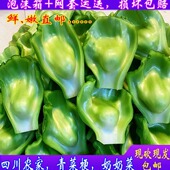 四川广安特产泡菜用青菜奶奶菜当季 新鲜青菜梗芥菜梗青菜片青菜块