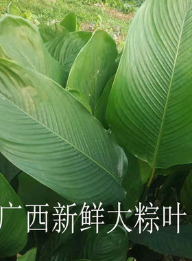 广西农家野生新鲜柊叶粽子叶裹粽大张粽叶现摘发货大粽叶冬叶