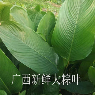 广西农家野生新鲜柊叶粽子叶裹粽大张粽叶现摘发货大粽叶冬叶