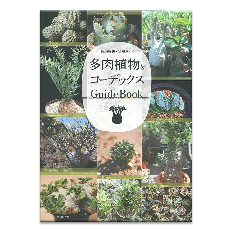 日本多款盆栽多肉种植法