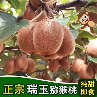正宗陕西周至瑞玉猕猴桃当季新鲜绿心水果纯甜无酸硬果即食原产地
