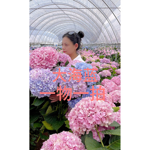 大海蓝绣球切花 顺丰冷链 云南基地直发