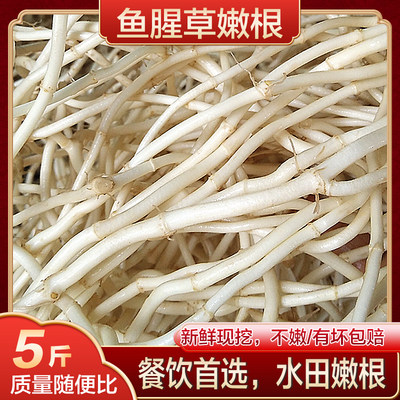 湖北当阳鱼腥草新鲜耳根2500g