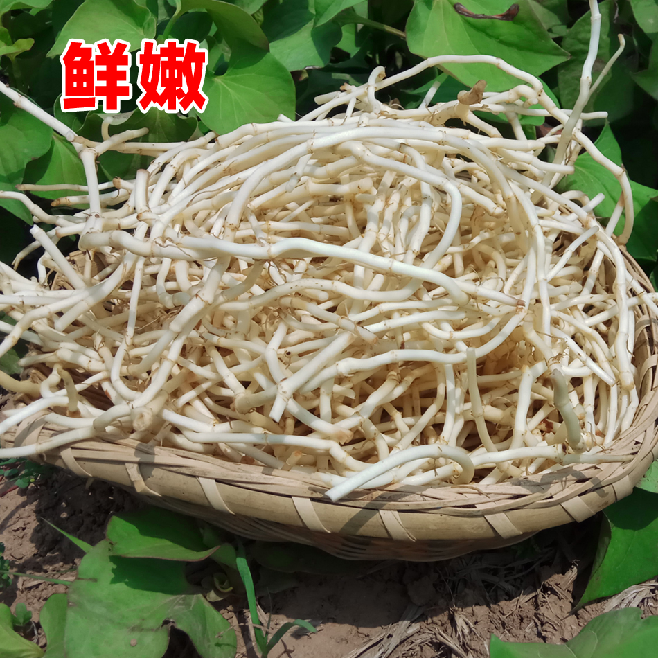 新鲜鱼腥草嫩根折耳根节节根现挖蔬菜【重量尾号为1的发顺丰】