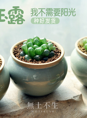 精品多肉花卉盆栽十二卷玉露多肉植物室内盆栽办公室绿植桌面好养