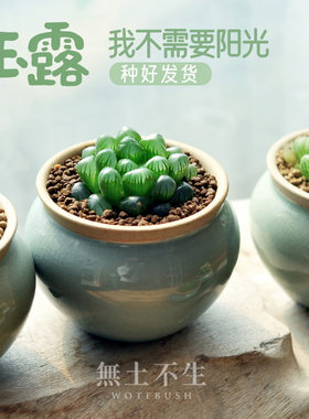 夏季一抹绿玉露多肉植物