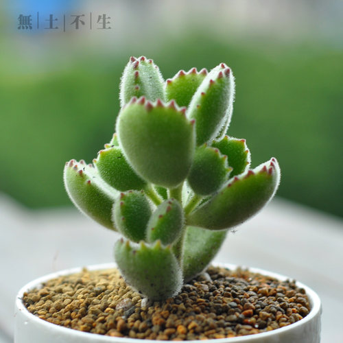 無土不生窗台绿熊多肉植物