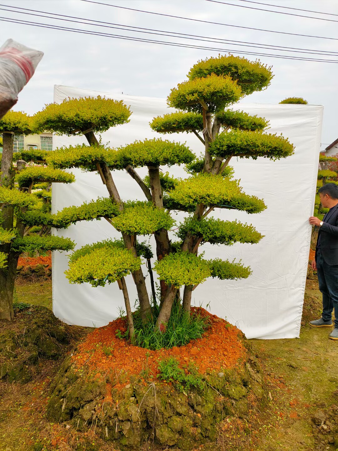 造型亮晶女贞,亮晶女贞桩,亮晶女贞球,亮晶女贞树,女贞小苗
