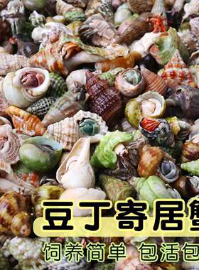摆摊批发寄居蟹懒人迷你宠物豆丁灰白独立盒装赏蟹陆生蟹儿童礼物